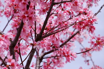 spring pink flower open background