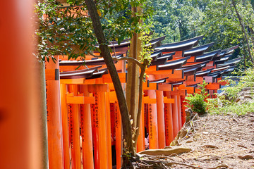 Tori gates in Kyoto