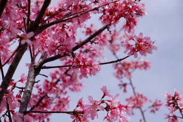 spring pink flower open background