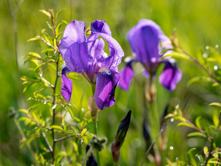  Schwertlilien Iris germanica im Fr&uuml;hling