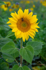 Obraz premium Tournesol