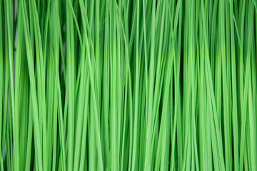 Obraz premium Artificial green grass as texture and background.