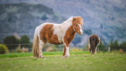 Miniature Horse In Field