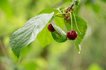 Cerises