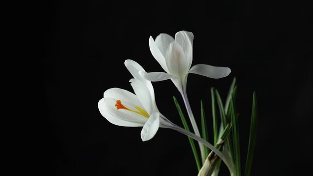 Crocuses. Time lapse of bright white crocuses or saffron flower blooming on black background. Holiday bouquet. 4K video