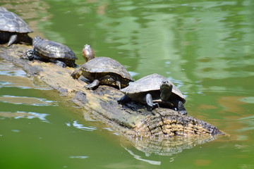 Obraz premium Photograph several turtles floating from a log in a river taken in the Peruvian jungle