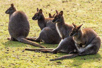 Känguru