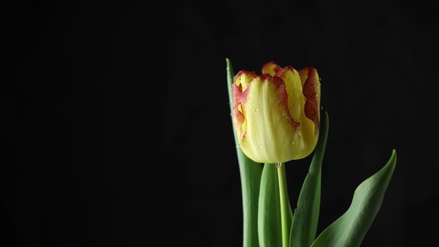 Tulip. Time lapse of bright yellow and red striped colorful tulip flower blooming on black background. Holiday bouquet. 4K video