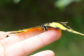 Yellow Tiger Swallowtail Butterfly on a Hand