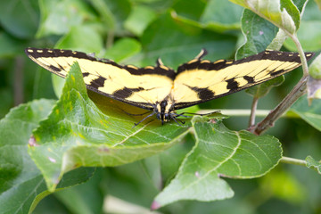 Yellow Tiger Swallowtail Butterfly in a Tree