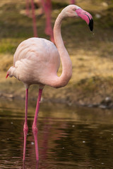 Flamingo im Wasser