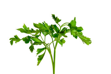 Parsley isolated on a white background. Healthy food.