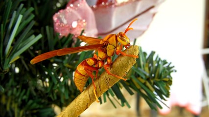 Une guêpe jaune d'Amérique du Sud