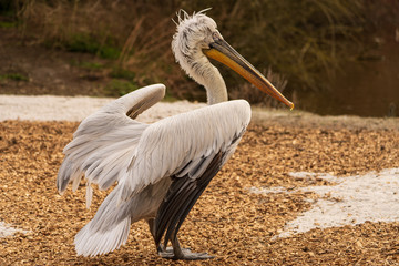Pelikan am Seeufer