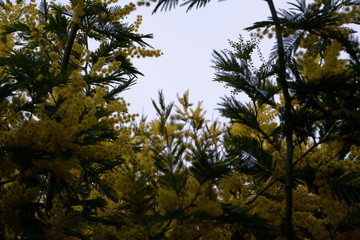 Mimosa tree flowers beauty