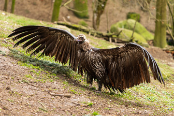 Nasser Geier beim trocknen der Federn