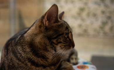 Lindo gato descansando 