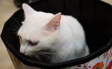 Lindo gato descansando 