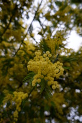 Mimosa tree flowers beauty