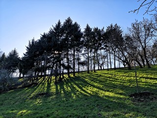 Tree shadows in the park