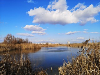 Reeds on the lake - delta landscape