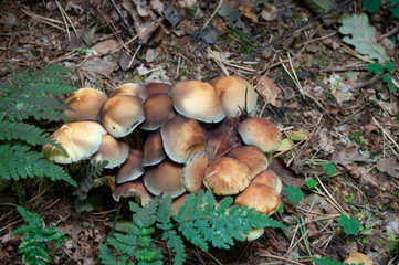 pilze