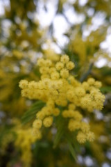 Mimosa tree flowers beauty