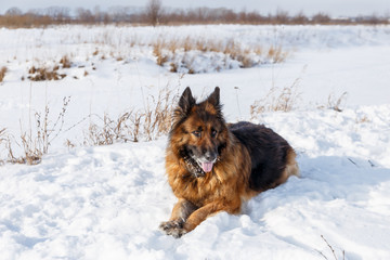 German shepherd dog lies in the snow on a winter day.