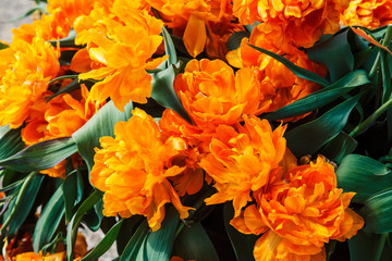 bunch of tulip flowers close up for background, flowerbed untypical macro, many petails bright colored