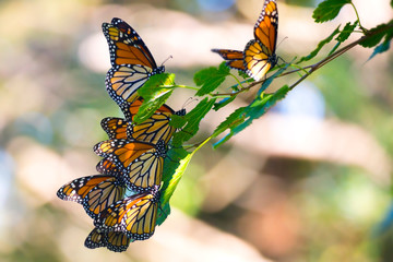 Monarch Clusters During Fall Migration 