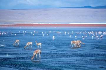 Herd of vicuna's on altiplano lagoon