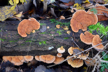 Fungus Daedaleopsis tricolor in fall