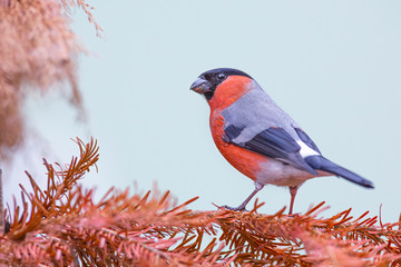 Eurasian bullfinch (pyrrhula pyrrhula) sits on a branch in a forest park .