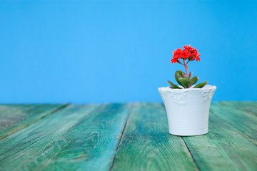 flower in pot on table