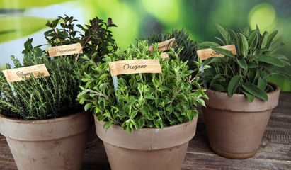 Homegrown and aromatic herbs in old clay pots. Set of culinary herbs. Green growing sage, oregano, thyme, savory, mint and oregano with lavender with labels