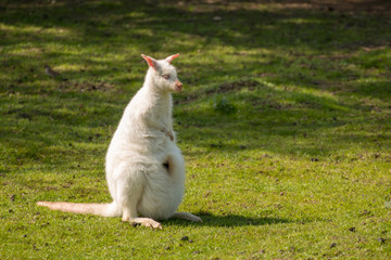 White kangaroo. Albino kangaroo. Very rare specie of kangaroo called albino/white kangaroo. © Karlaage
