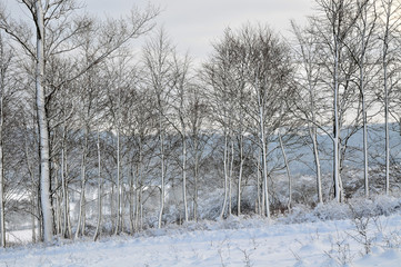 Winter trees in white snow landscape nature