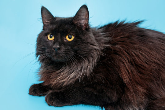 Beautiful black mongrel cat - Powered by Adobe