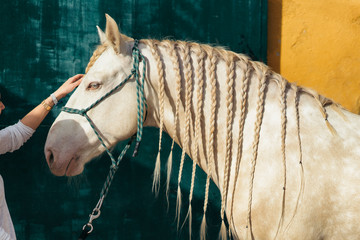 White horse with braids in the stable. © Dartagnan1980