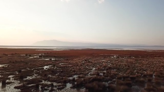 The reeds and weeds from acigol afyonkarahisar