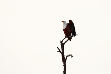 Fish Eagle in South Africa