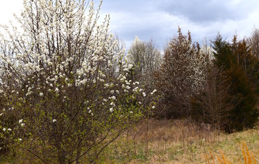 Nature's Tree Blossoms On View