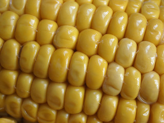 close up of korn grains