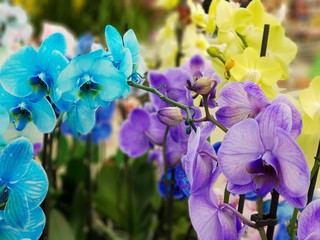 Fototapeta na wymiar Colorful orchids in a flower shop