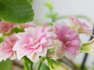 Group of pink Kalanchoe flowers