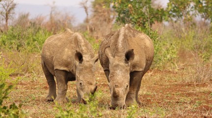 Rhinoceros at Kruger National Park in South Africa