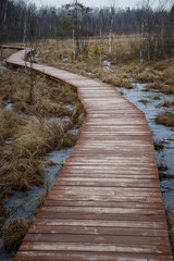 Fototapeta premium wooden walkway in the forest swamp. Well maintained wild Park