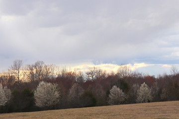 Early Spring Scenic, Trees on Horizon