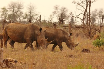 Naklejka na ściany i meble Rhinoceros at Kruger National Park in South Africa