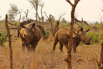 Obraz premium Rhinoceros at Kruger National Park in South Africa